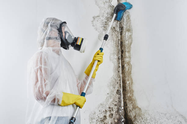 Best Certified Mold Removal  in Walnut Creek, NC