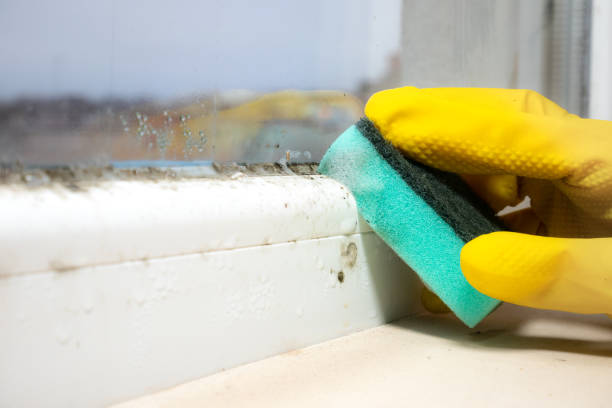 Best Black Mold Removal  in Walnut Creek, NC