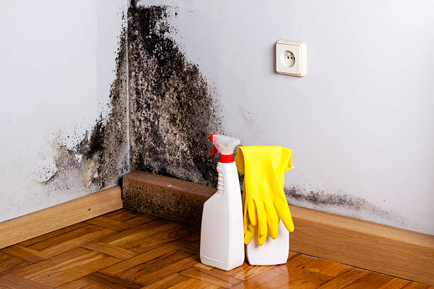 Best Mold Remediation  in Walnut Creek, NC