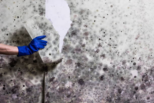 Best Emergency Mold Removal  in Walnut Creek, NC