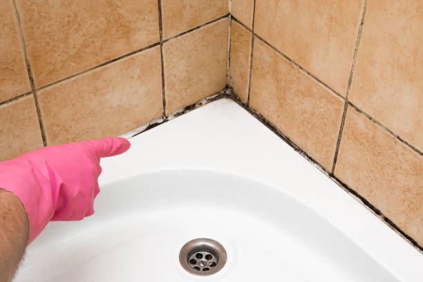 Best Best Mold Removal Companies  in Walnut Creek, NC